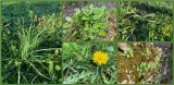 Plantes comestibles Entre Sel et Tourbe
