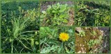 Plantes comestibles Entre Sel et Tourbe