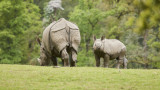 Rhinocéros indiens - Parc animalier et botanique de Branféré