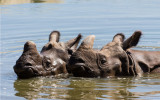 rhinos-indiens-m-bernard-chabrier-web-2037596