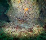 Sortie plongée - Cooleur Plongée - Piriac sur Mer