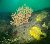 Sortie plongée - Cooleur Plongée - Piriac sur Mer