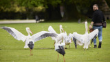 Spectacle d'oiseaux - Parc animalier et botanique de Branféré