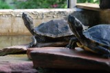 Tropicarium - tortues - La Baule