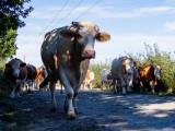 Les Veaux de Nathalie - Ferme des Iles Morice - Producteur de veaux de lait sous la mère à Saint Molf