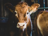 Les Veaux de Nathalie - Ferme des Iles Morice - Producteur de veaux de lait sous la mère à Saint Molf