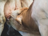 Les Veaux de Nathalie - Ferme des Iles Morice - Producteur de veaux de lait sous la mère à Saint Molf