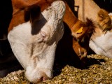 Les Veaux de Nathalie - Ferme des Iles Morice - Producteur de veaux de lait sous la mère à Saint Molf