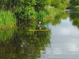 Visite du marais de Brière avec Valérie Aoustin Huard - Fédrun à Saint-Joachim