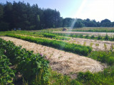 Zéphyr Aromatiques - Guérande - plantations