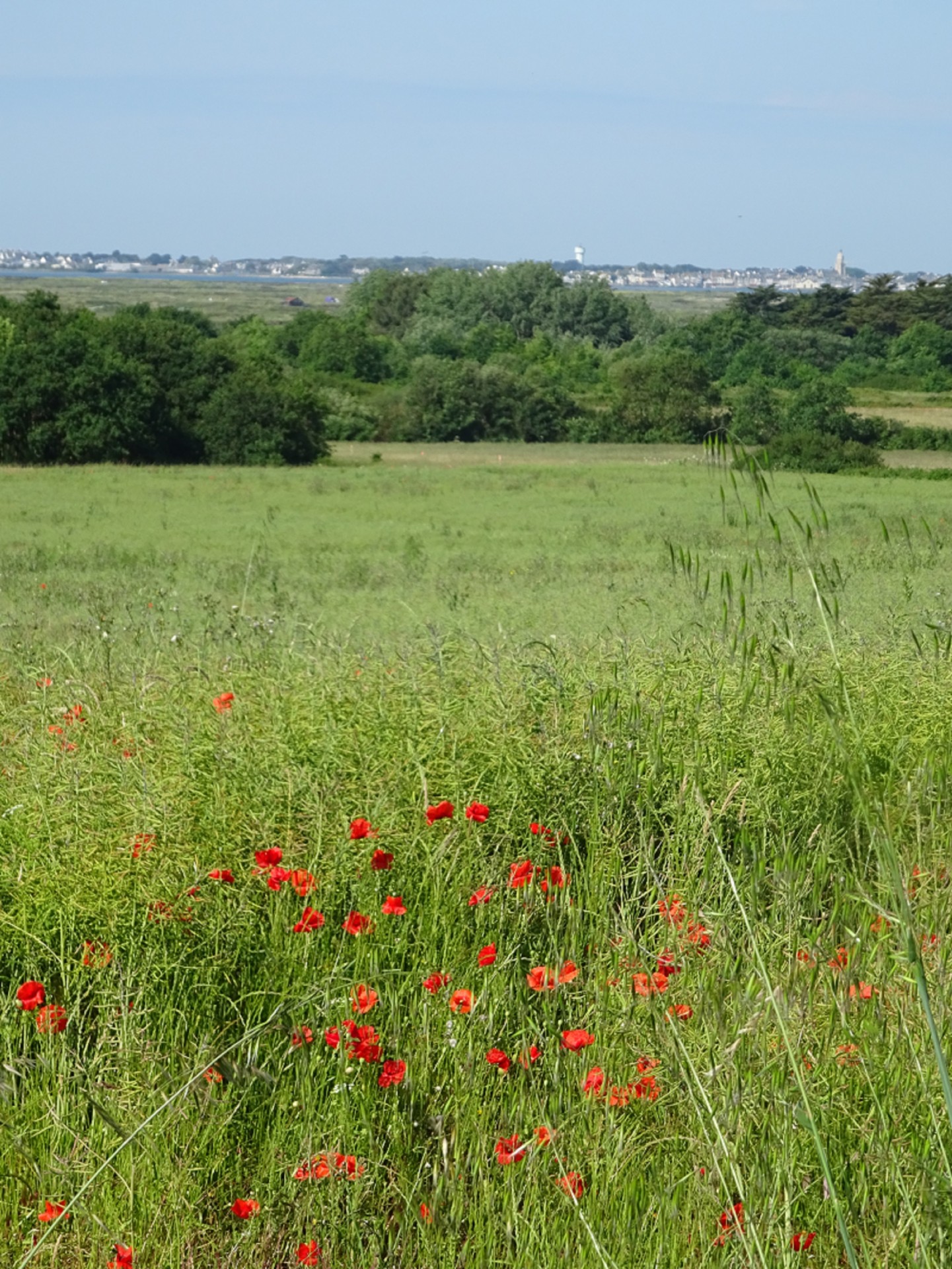 champs de coquelicots_Guérande