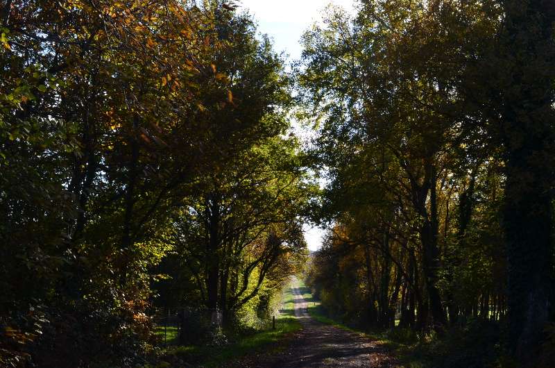 chemin en automne