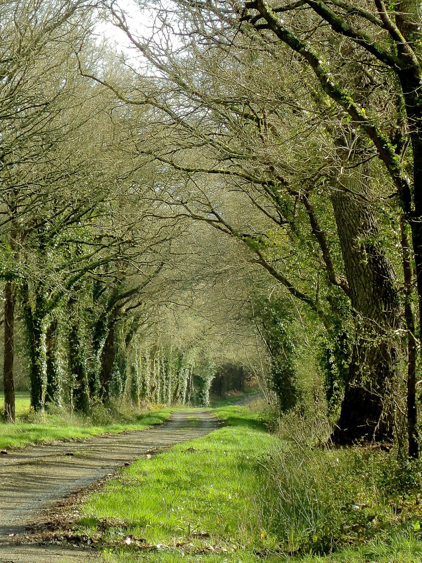 chemin sous-bois