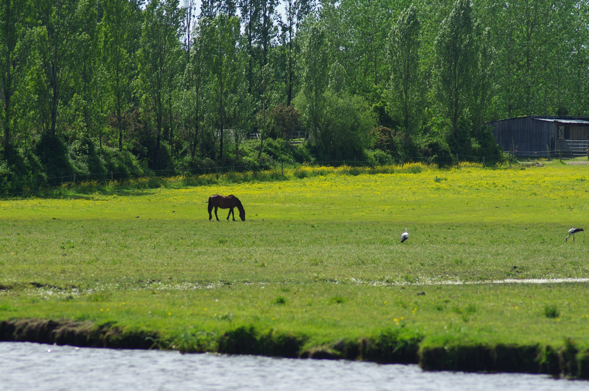 chevaux marais de branducas