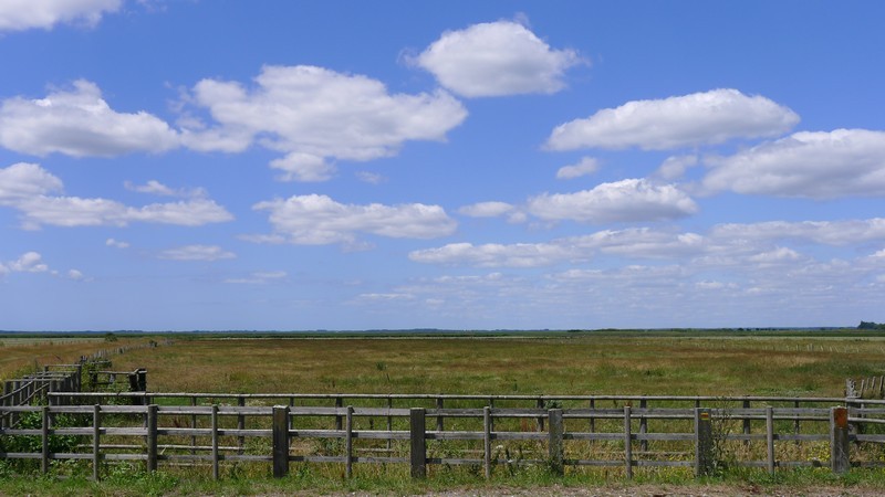 Les prairies au bord de la Brière et du Brivet_Saint-Malo-de-Guersac