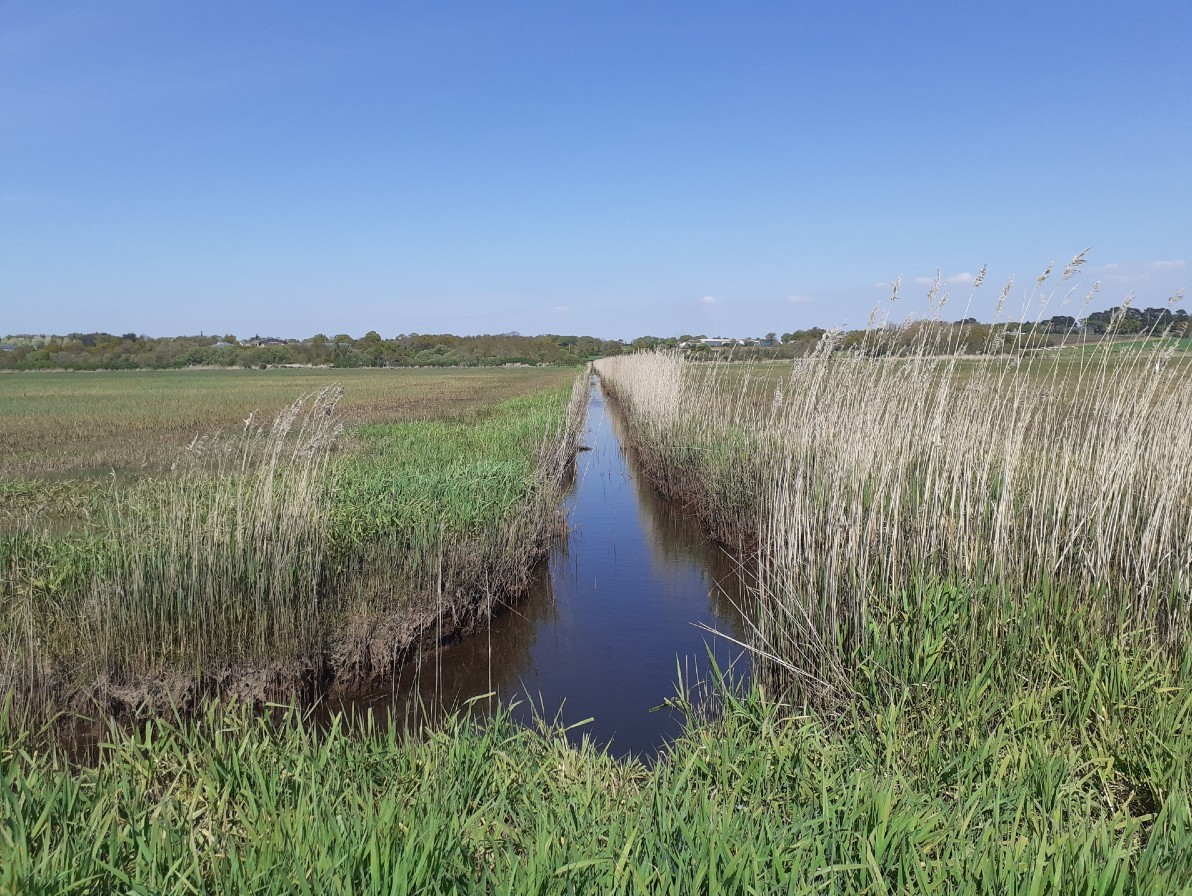 marais du Caire