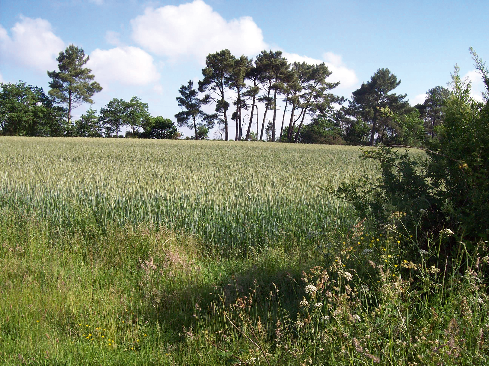 Paysages sauvages - Férel