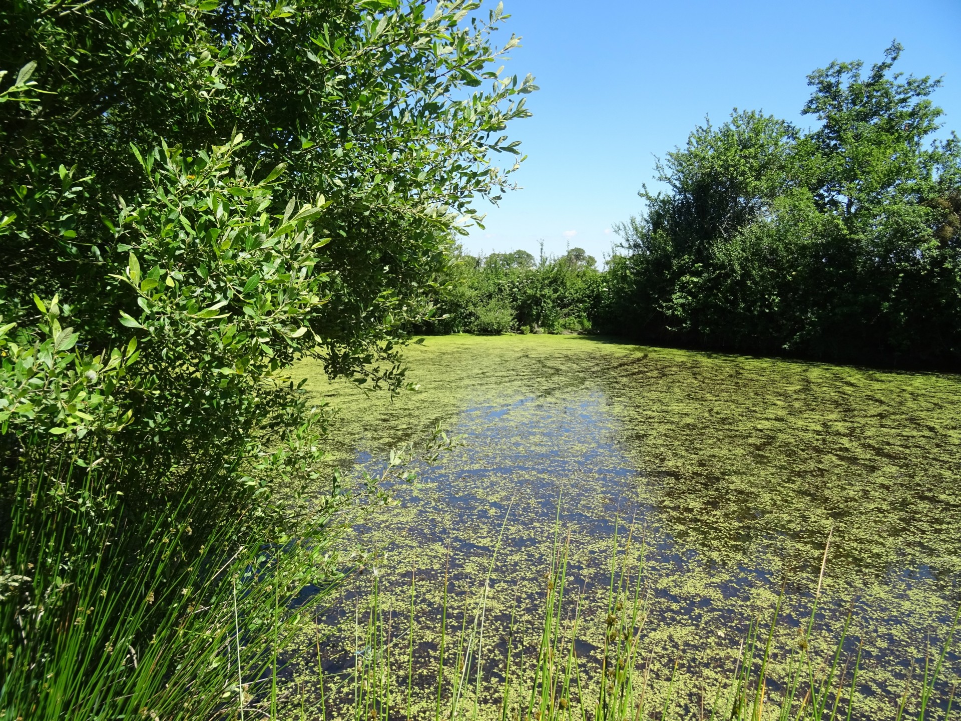 végétation rivière