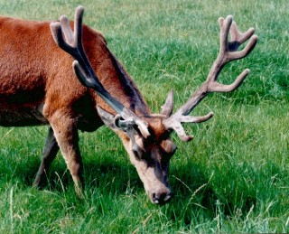 Ferme aux Biches - Elevage de cerfs - Guérande