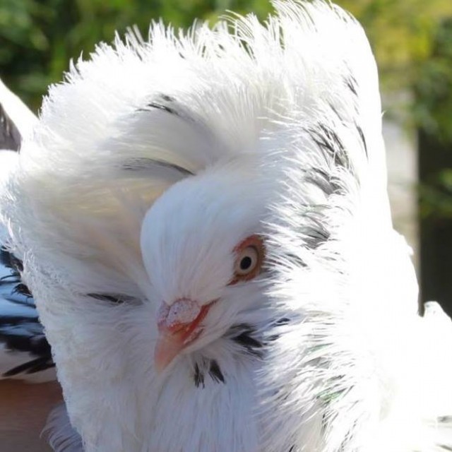 Les Pigeons de Mesquer - Pigeon blanc - Mesquer Quimiac