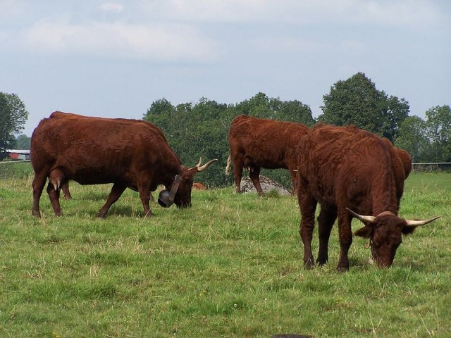 Vaches salers - Ferme de la Grée - Herbignac