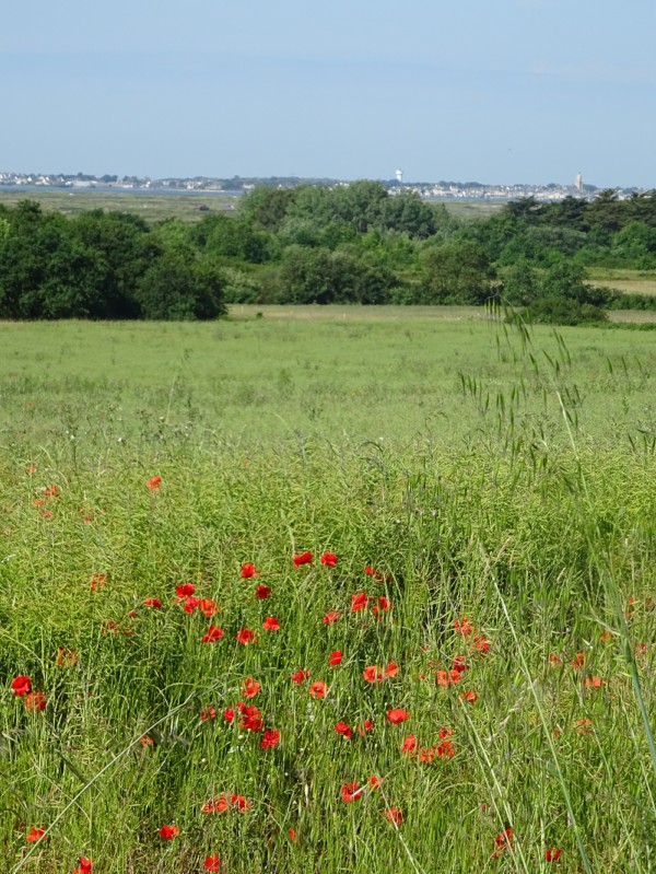 champs de coquelicots_Guérande