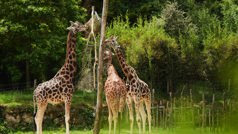Girafes - Parc animalier et botanique de Branféré