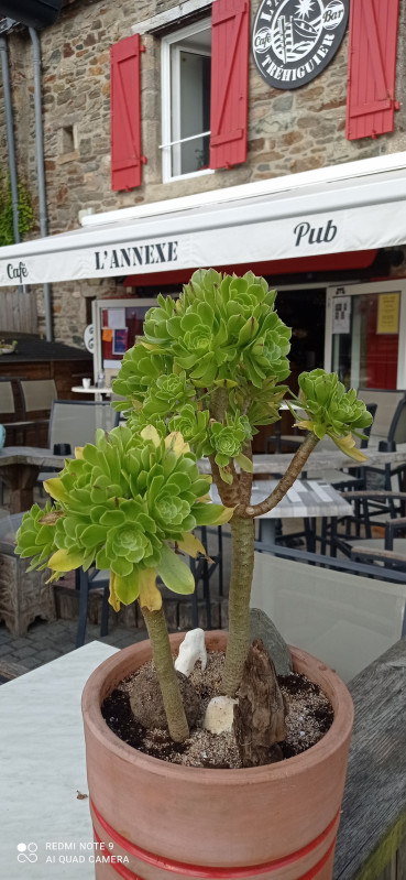 L'Annexe café - Port de Tréhiguier - Pénestin