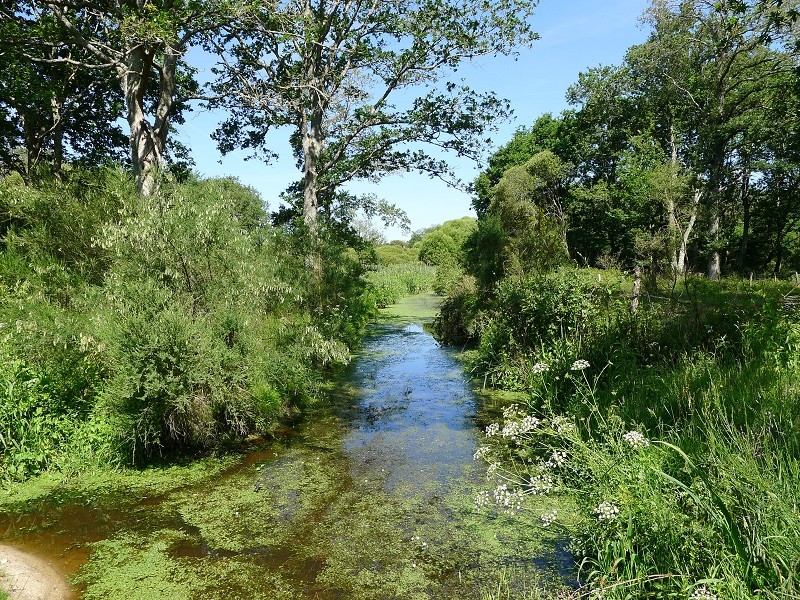 Le Colvert