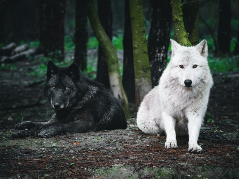 Legendia Parc - Parc animalier et spectacles - Frossay - Loups