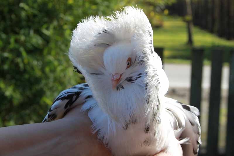 Les Pigeons de Mesquer - Pigeon blanc - Mesquer Quimiac