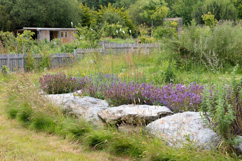 Sauge officinale à l'ile-jardin  de Kervolan