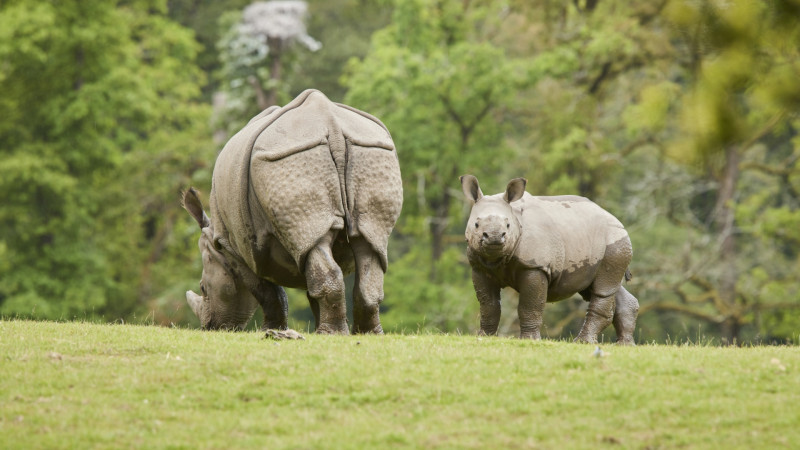 Rhinocéros indiens - Parc animalier et botanique de Branféré