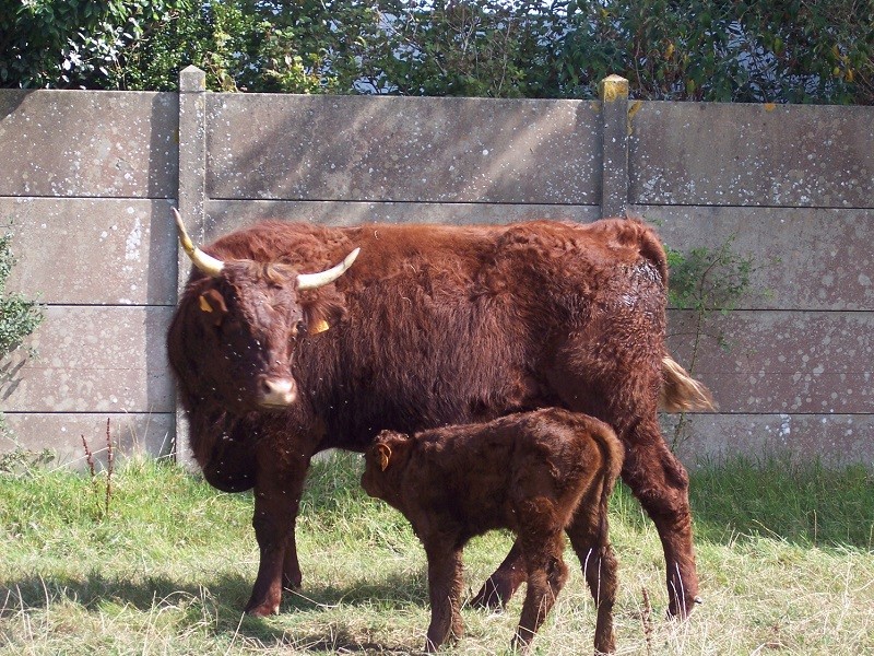 SARL du Castilly - Vente à la Ferme - Pénestin