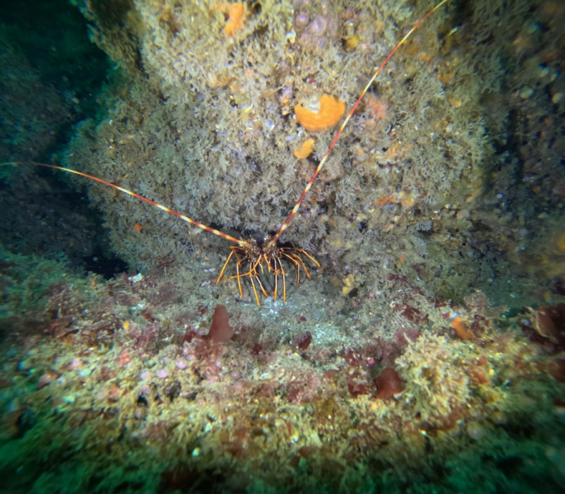 Sortie plongée - Cooleur Plongée - Piriac sur Mer