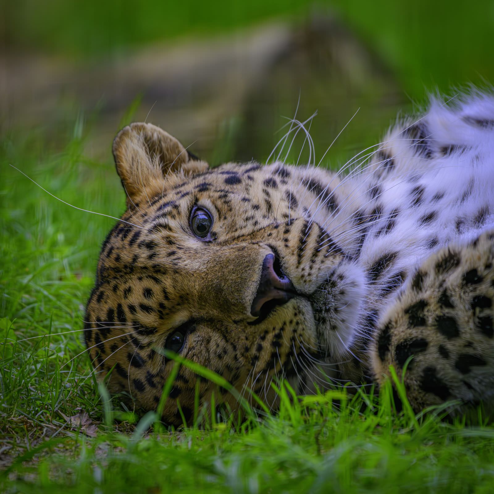 Parc Zoologique de La Boissière du Doré - © michel-lhuillier