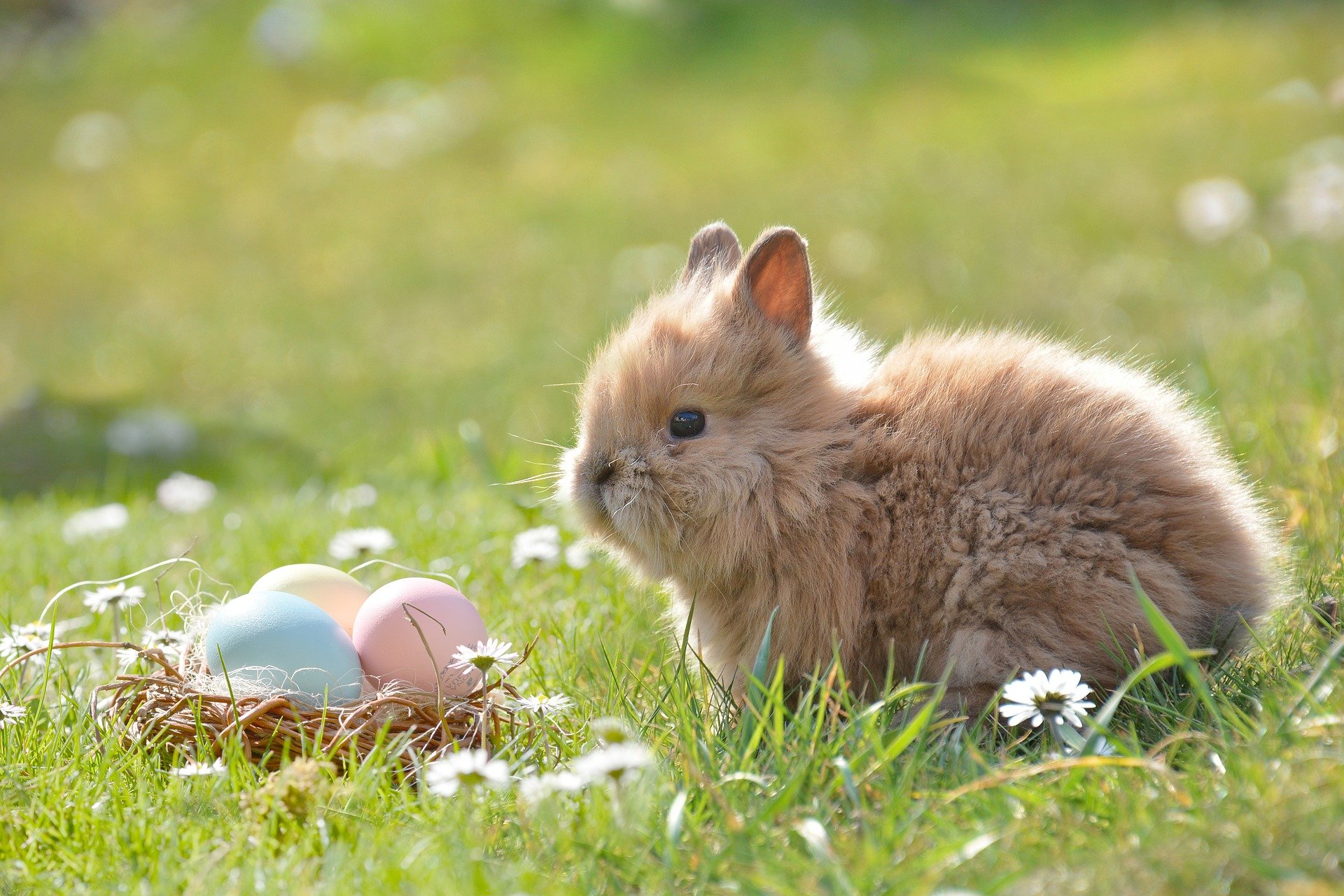 Animations et chasses aux œufs de Pâques - La Baule Presqu'île de Guérande - © Pixabay