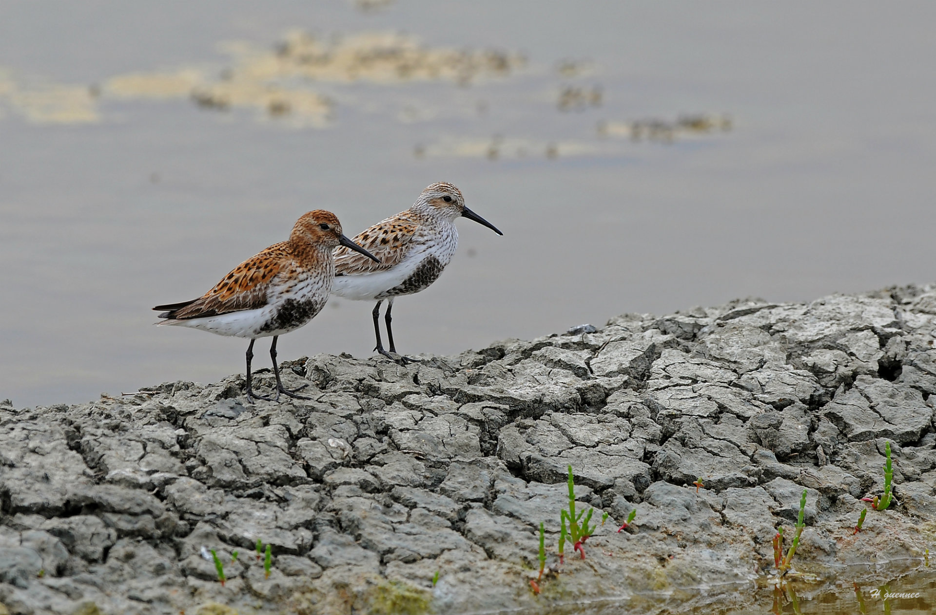 Birds of Rostu - © H. Guennec