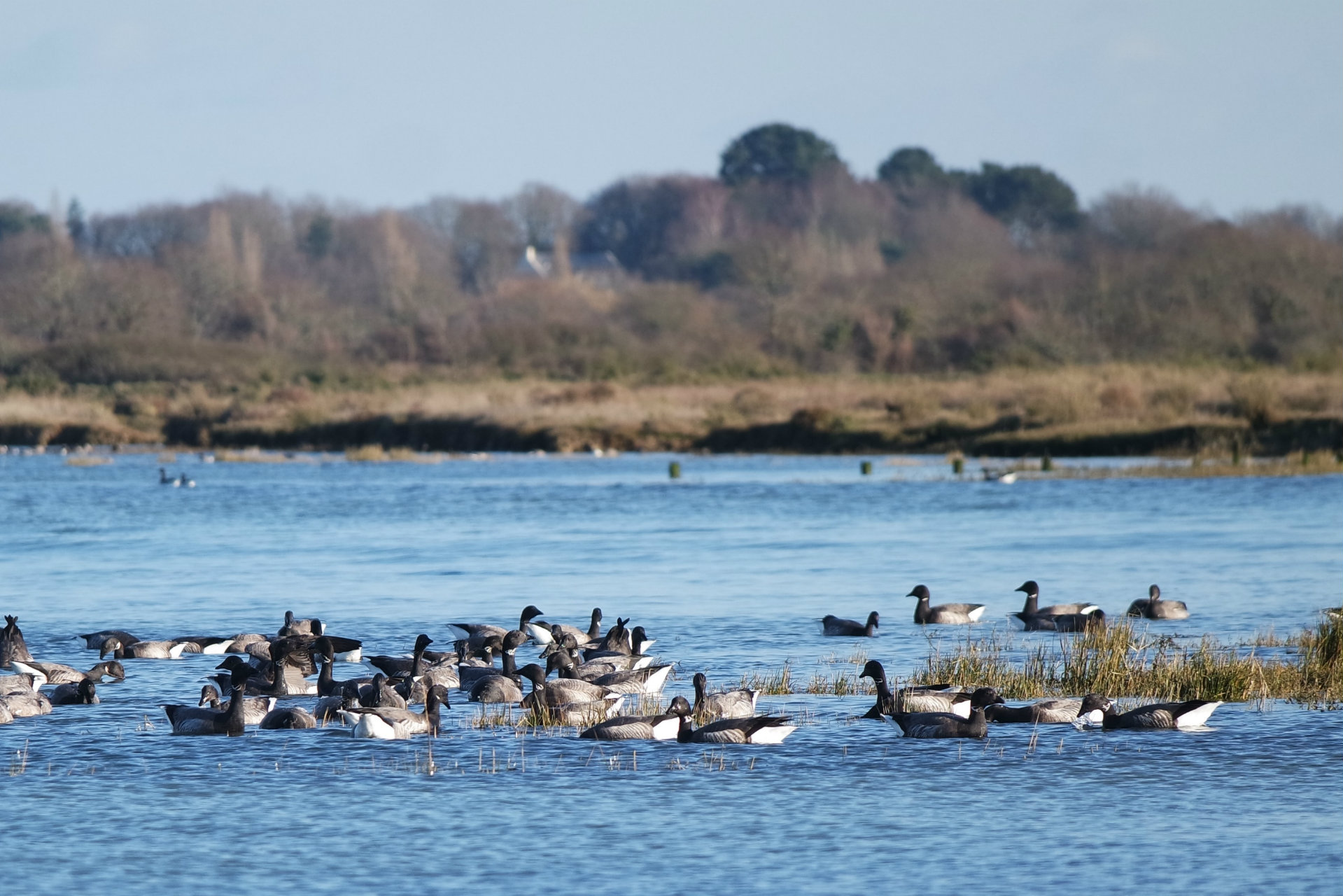 Birds of Rostu - © M. Muller