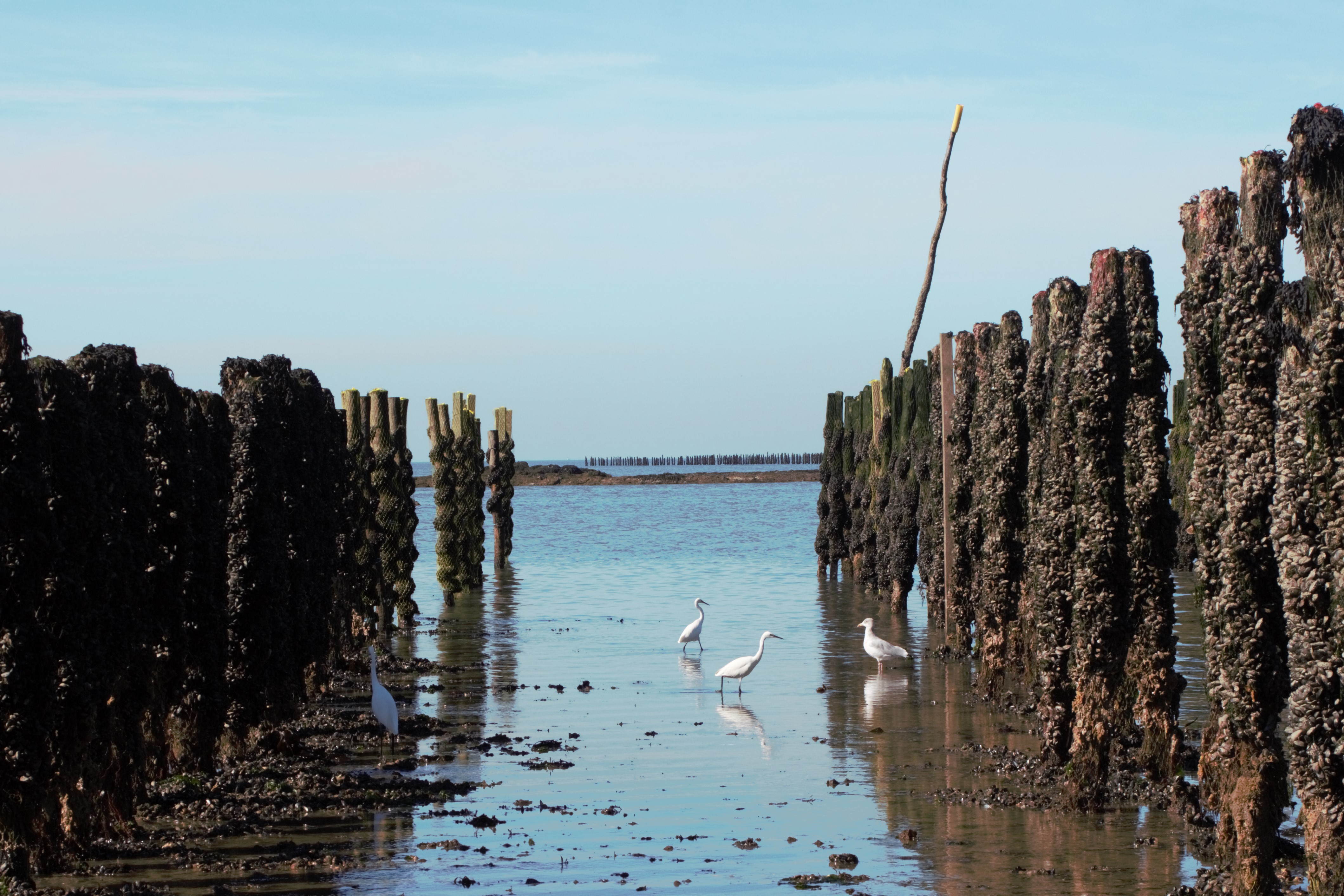 Blog - A la découverte de la conchyliculture en baie de Pen Bé à Assérac - © OTI - LBPG