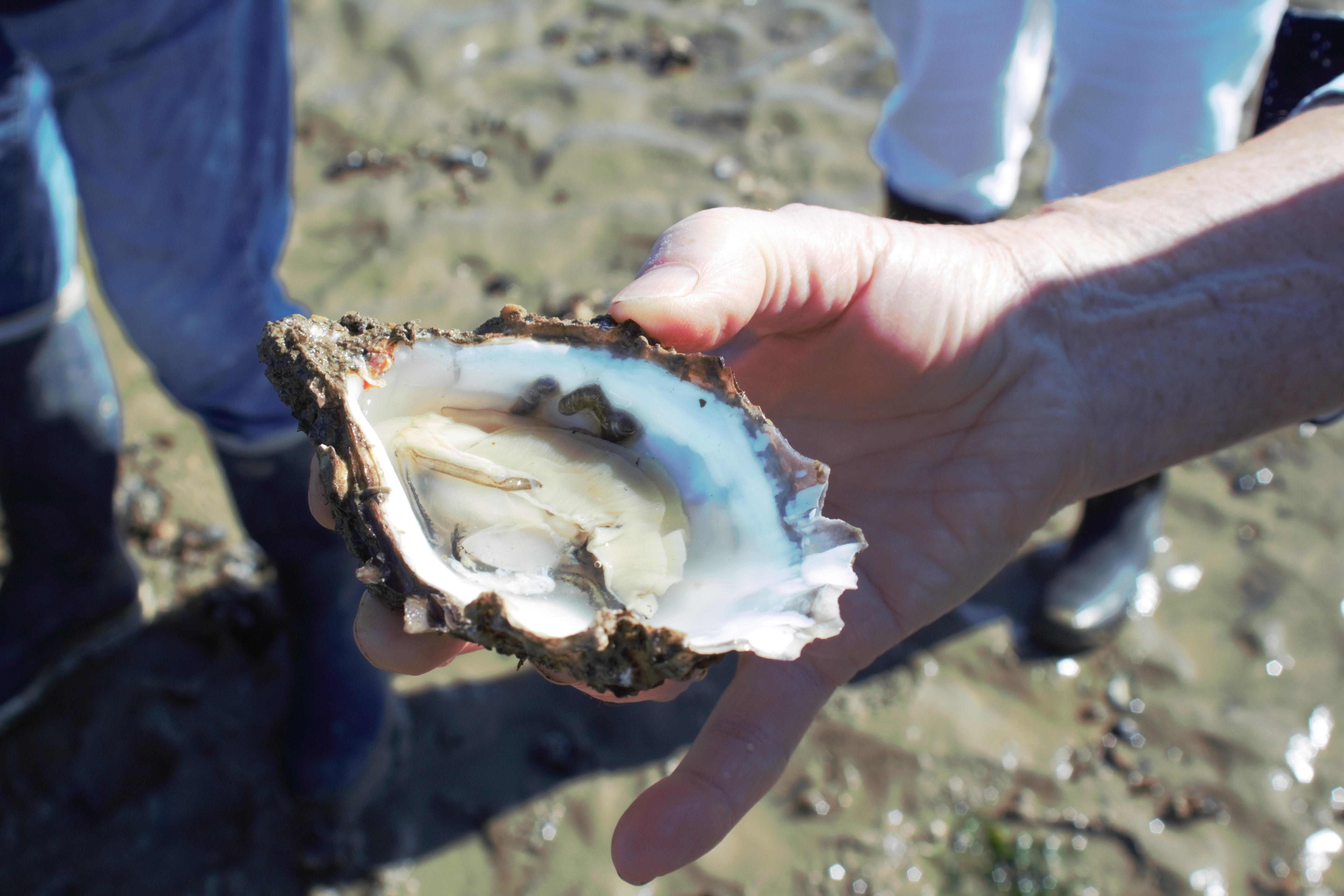 Blog - A la découverte de la conchyliculture en baie de Pen Bé à Assérac - © OTI - LBPG