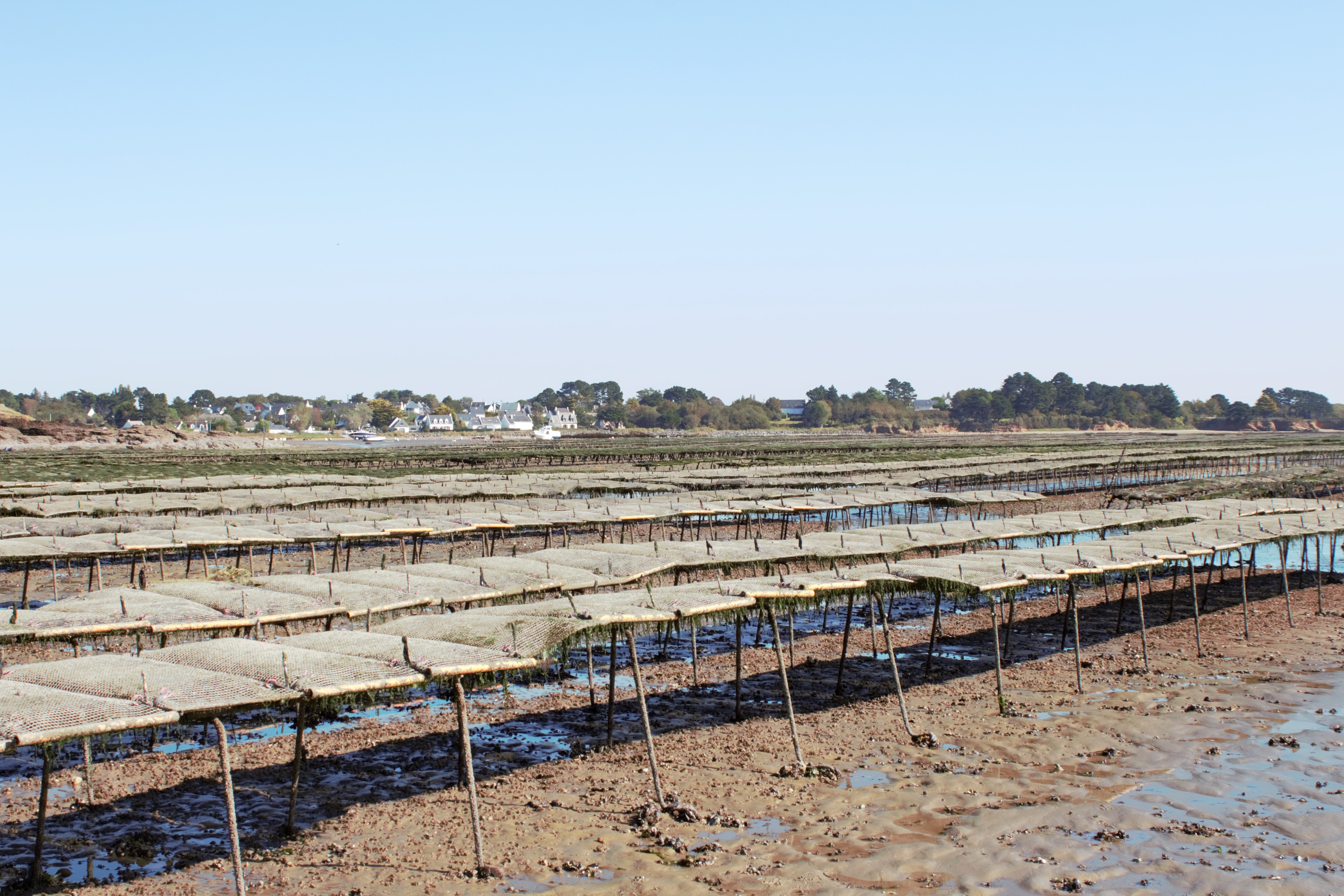 Blog - A la découverte de la conchyliculture en baie de Pen Bé à Assérac - © OTI - LBPG