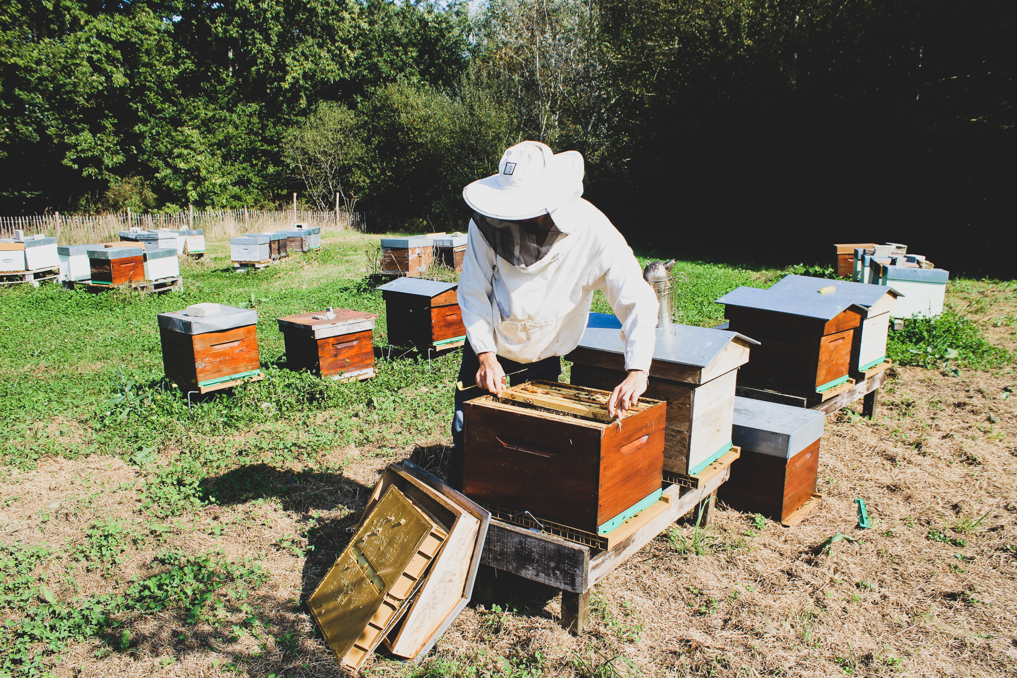 Des ruches, des abeilles et des hommes. - Le Panier de la Ferme