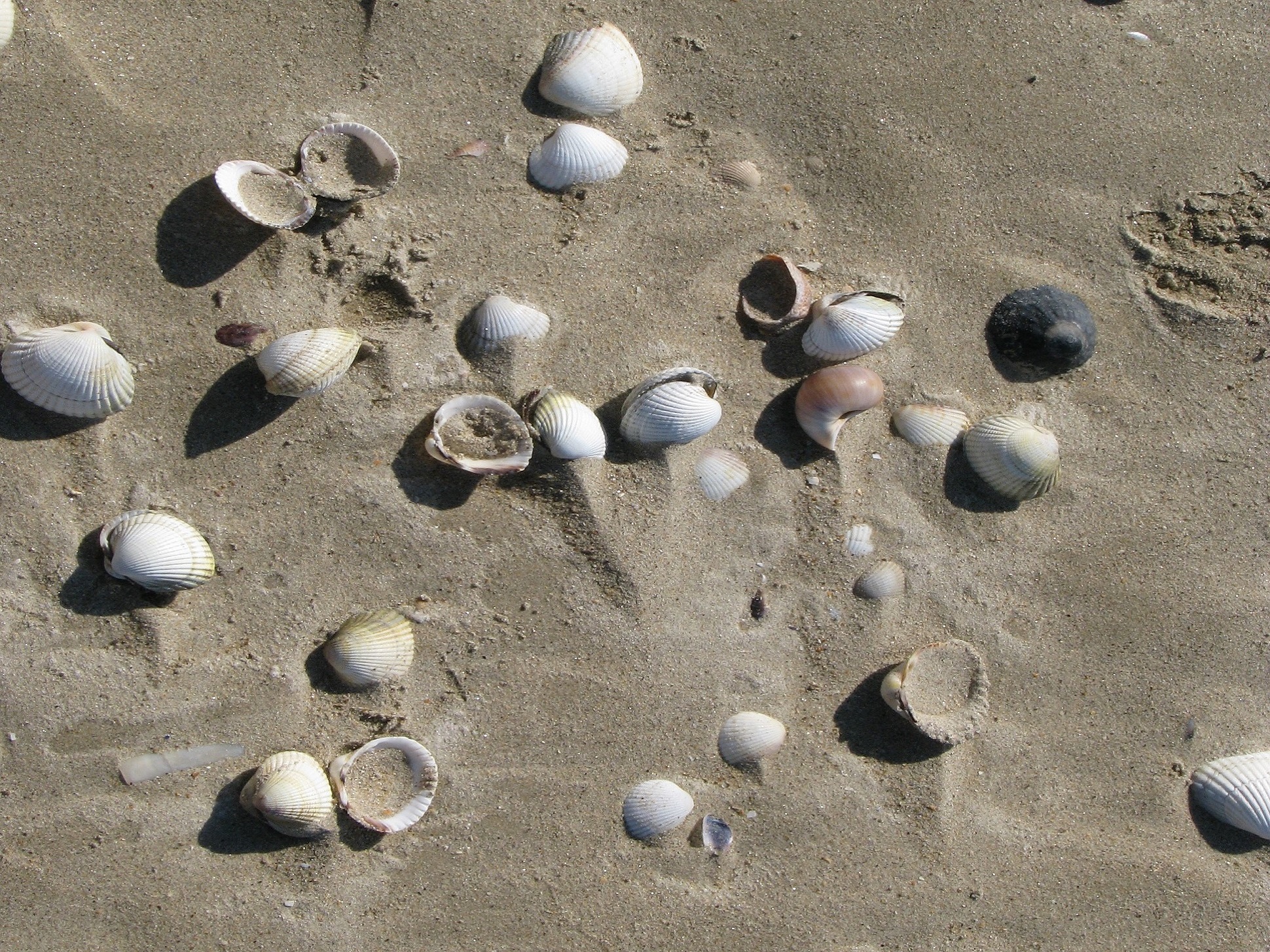 Blog-Les joies de la pêche à pied au Pouliguen - © OTILBPG_S.Hervé