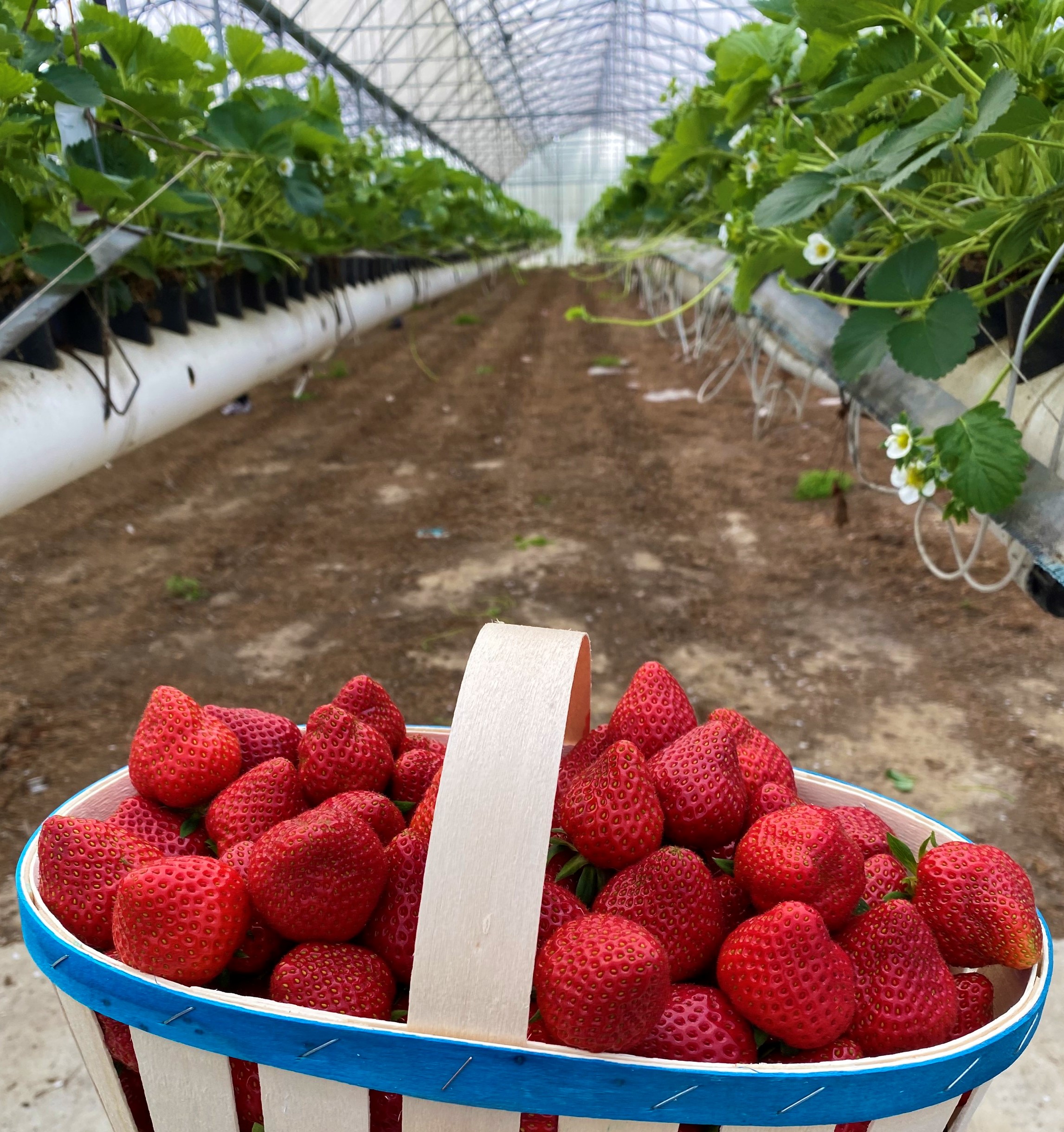 Calendrier gourmand de la Presqu'île - Fraises - © OTI_CoralieCotty