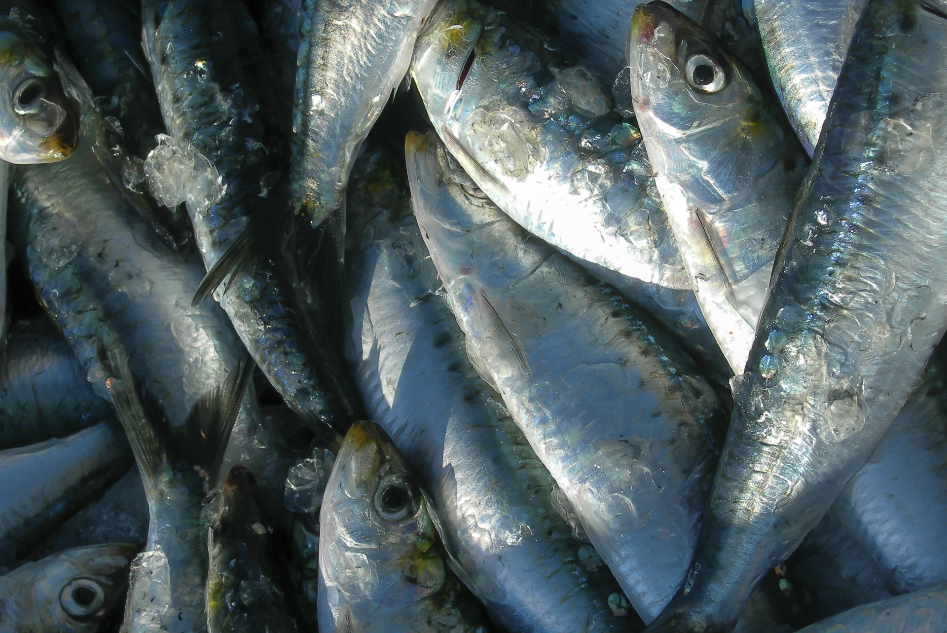 La Turballe et la sardine, une longue histoire - © CRT Bretagne/Donatienne Guillaudeau