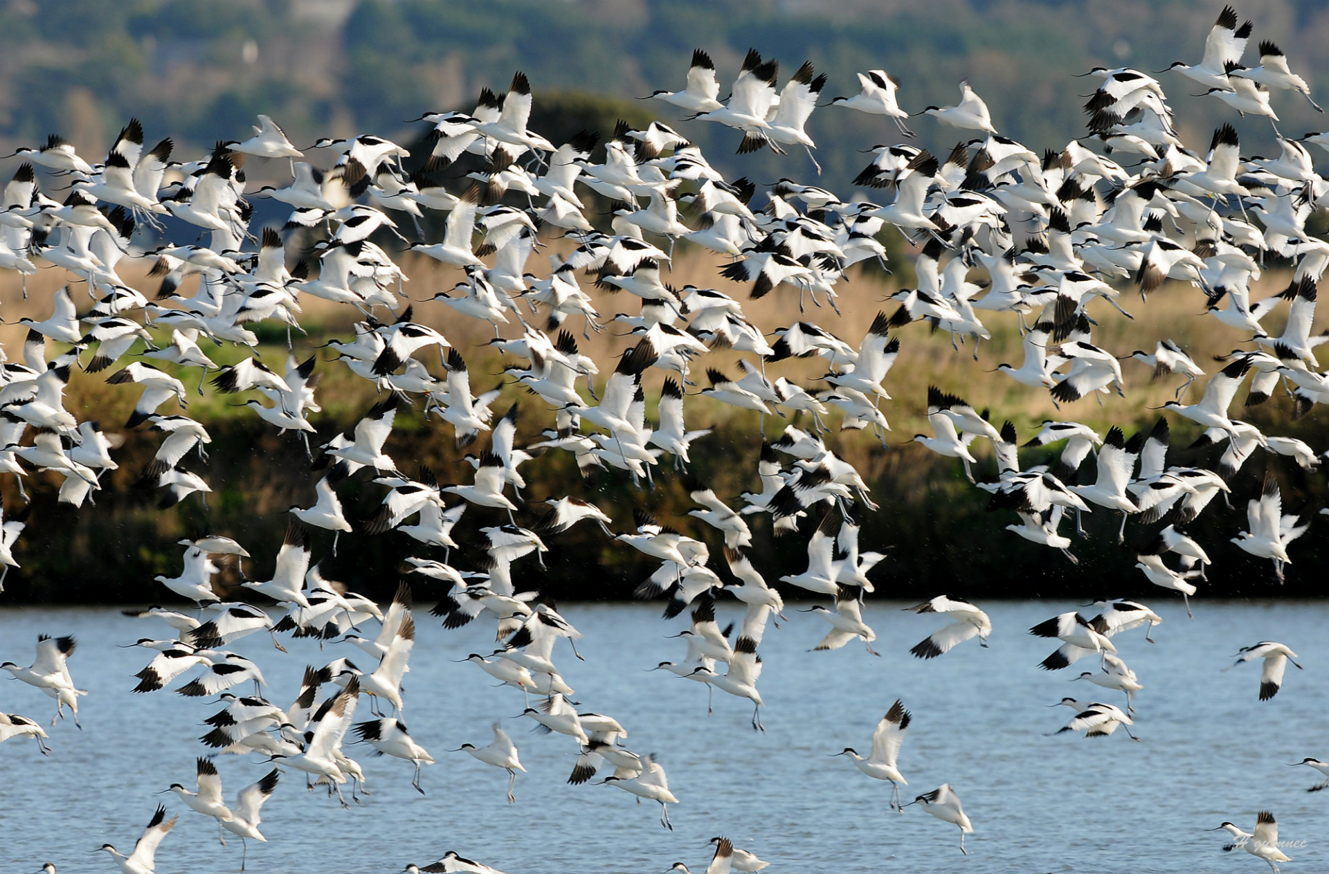 Envol d'Avocettes sur les marais salants - © H. Guennec