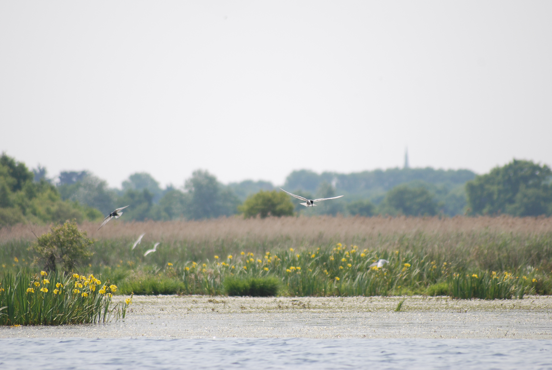 Birds in Brière - © J. Martin