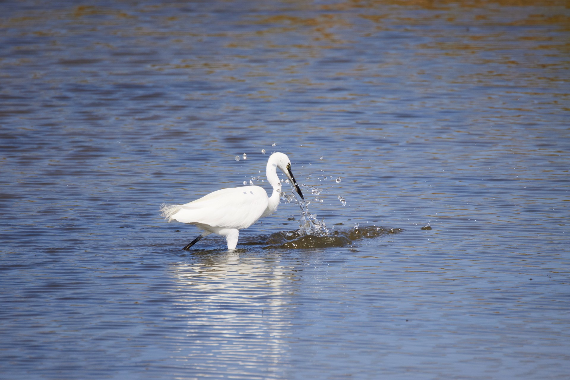 Le marais de Brière en hiver - Aigrette - © Alexandre Lamoureux