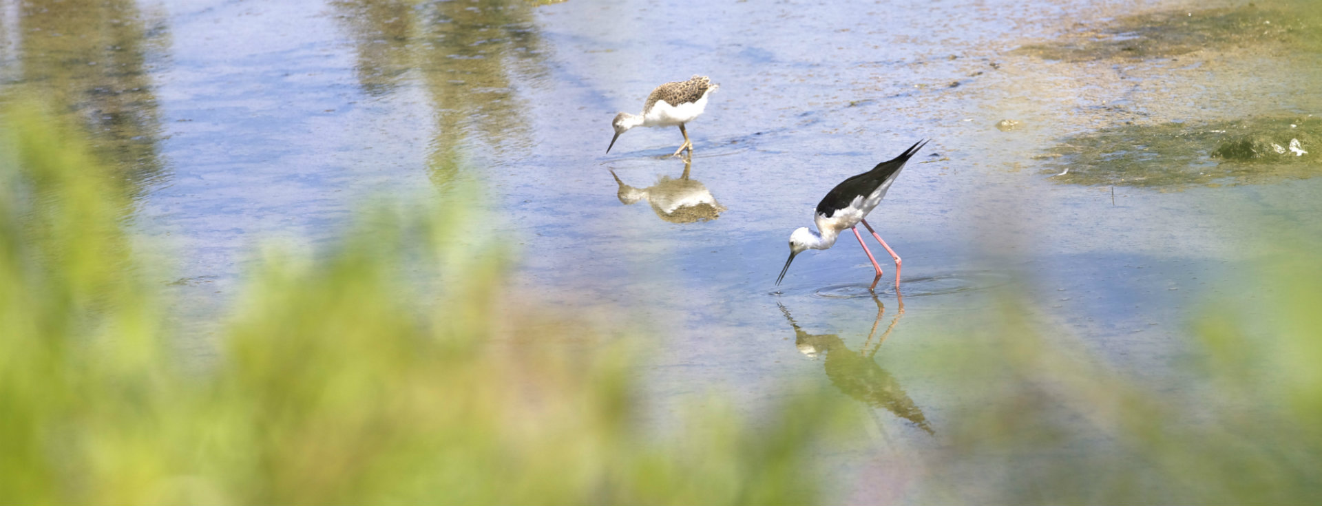 Mesquer-Quimiac - Pointe de Merquel - Echasses blanches - © Teddy Locquard